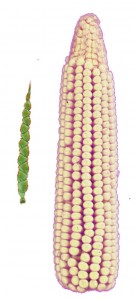 Épis de téosinte, à gauche, et de maïs, à droite. − CC-BY 2.5 https://creativecommons.org/licenses/by/2.5/deed.fr − John Dobley