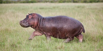 Aller L'énigme du massacre des hippopotames nains