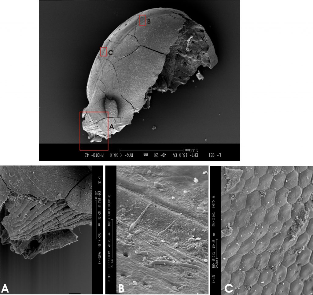 Détail de la tête et des yeux de l'abeille, au microscope électronique à balayage − A. Rizzi.