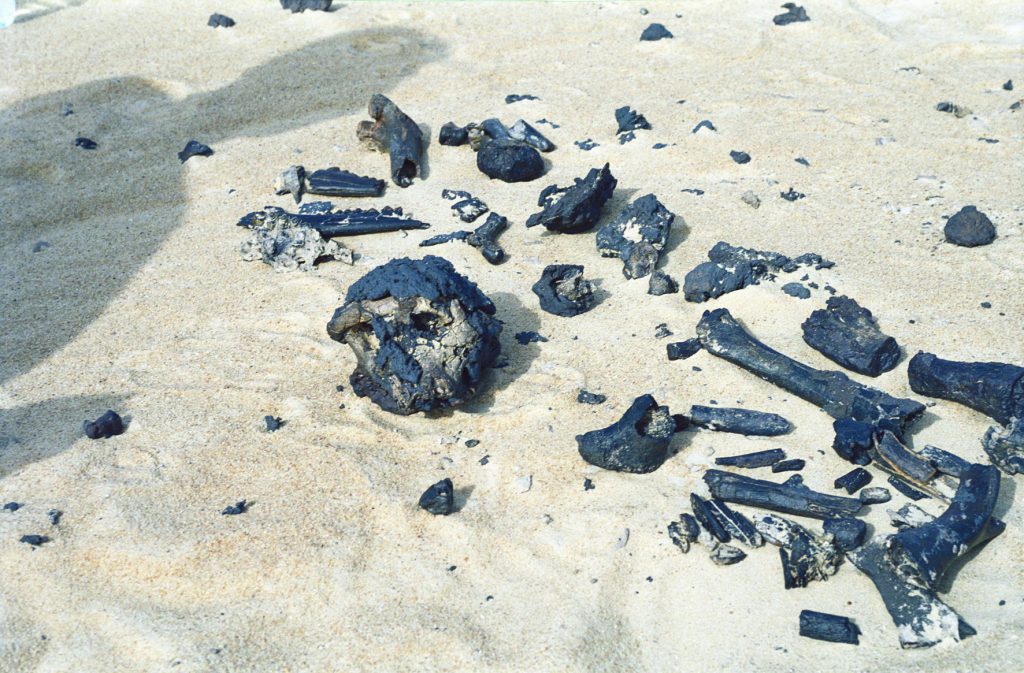 Le crâne de Toumaï et le fémur − l'os long à droite du crâne, photo prise le jour de la découverte − Alain Beauvilain http://tchadberceauhumanite.monsite-orange.fr/page-59fc517050903.html