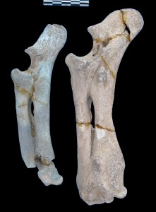 A gauche le phénomène de turquoise osseuse sur un des os d'hippopotames. À droite, un os normal - Jean-Denis Vigne